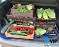 Vrijwilligers van de biologische moestuin in Borger oogsten voor de Voedselbank!